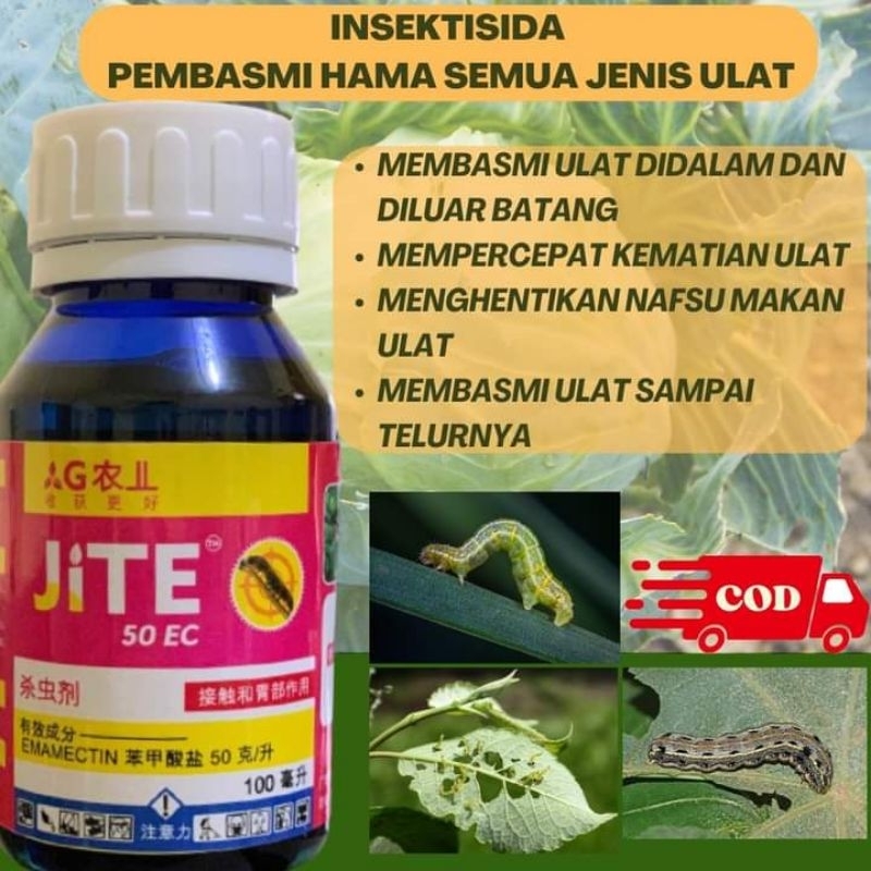 JITE INSEKTISIDA ORIGINAL BELI 3 BOTOL GRATIS 1 RACUN WERENG IMPORT