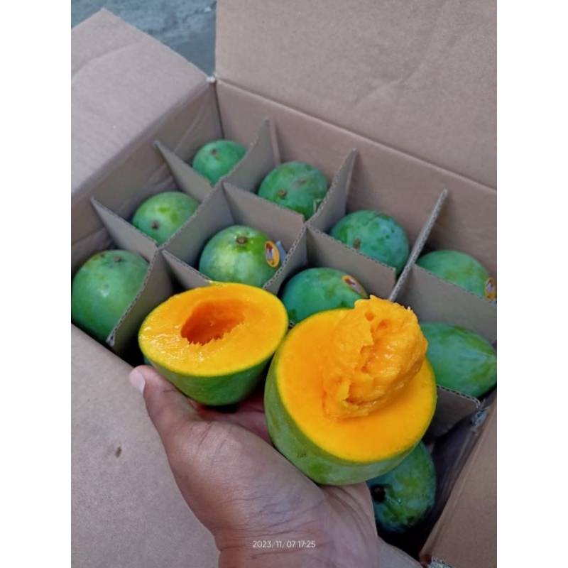 

Buah mangga alpukat 1 dus 5 kg mangga alpukat fresh 1 dus 5 kg