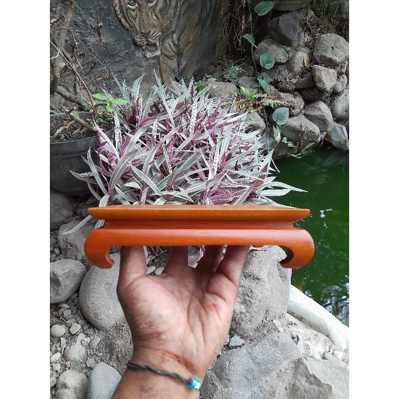 meja bonsai/meja kontes/bonsai mame/meja kecil