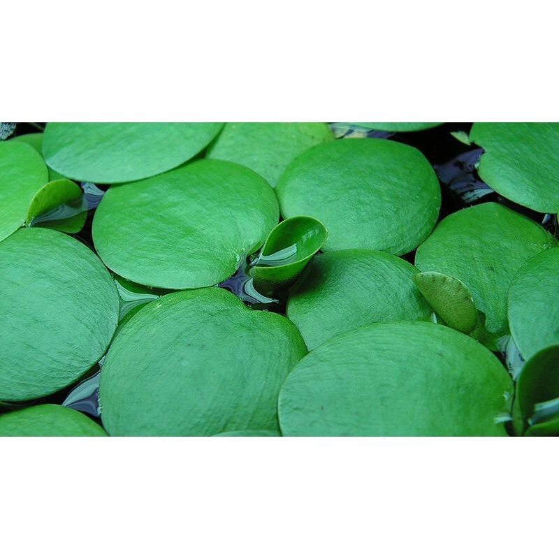 tanaman aquascape /tanaman apung low co2