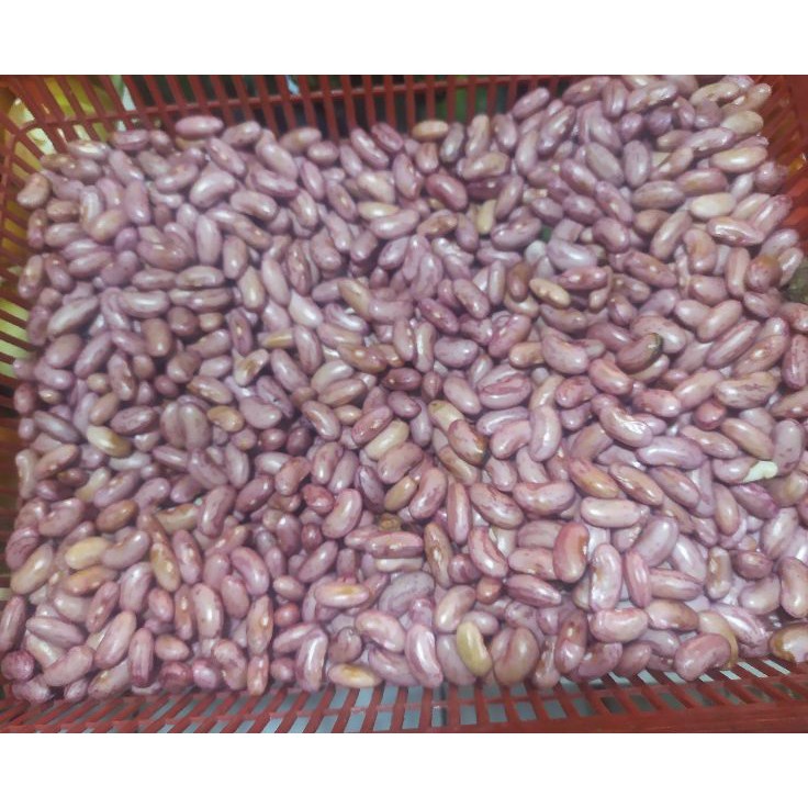 

Terlaris kacang joglo/merah segar 250 gram