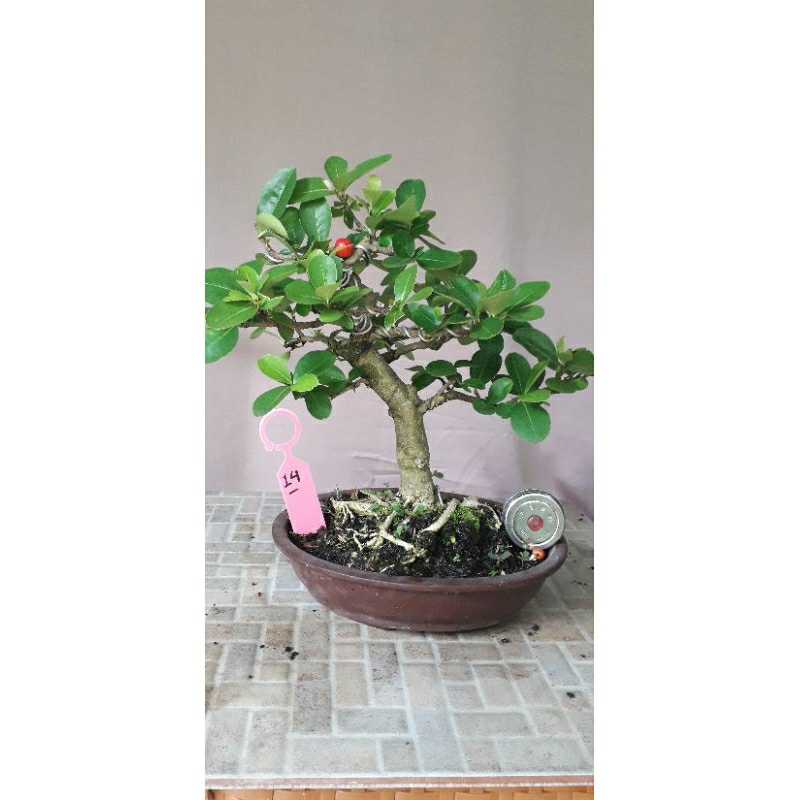Bonsai mame sianci