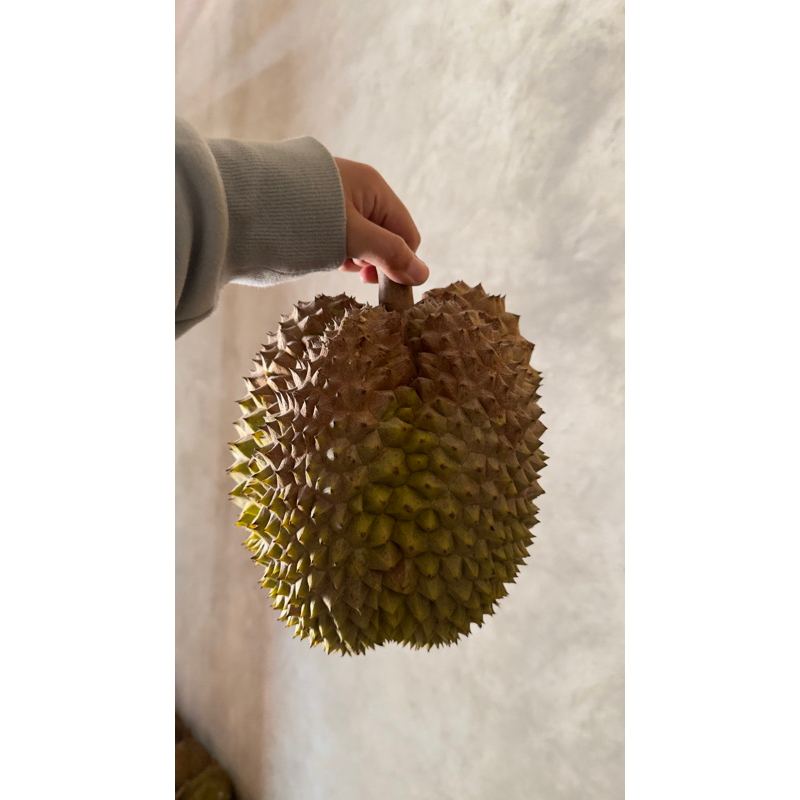 

(uk. GENDUT/BESAR) DURIAN LOKAL PREMIUM