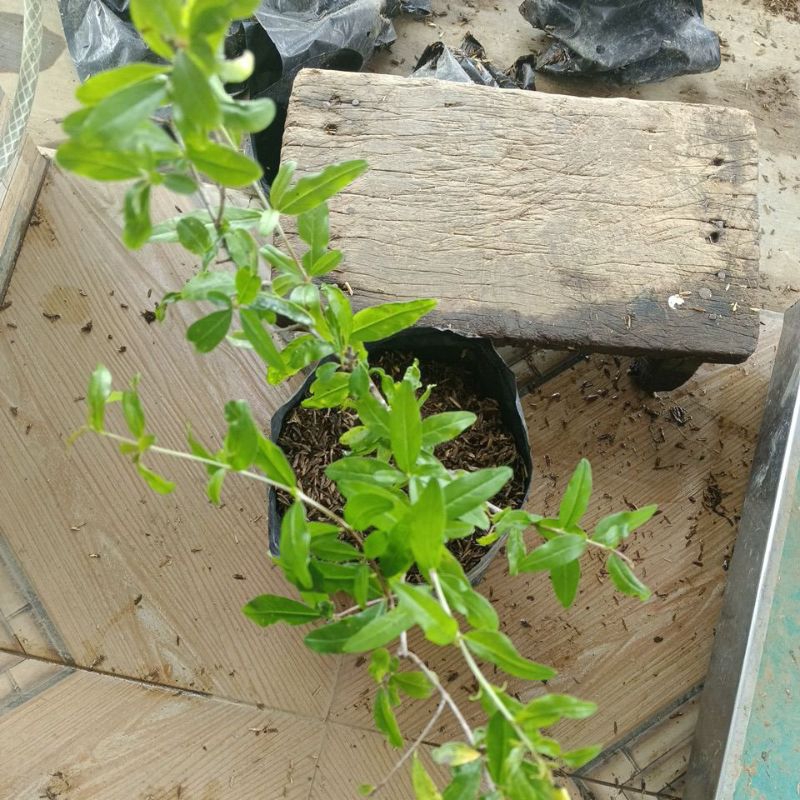 Bibit Tanaman Delima Arab Rimbun Fullmedia