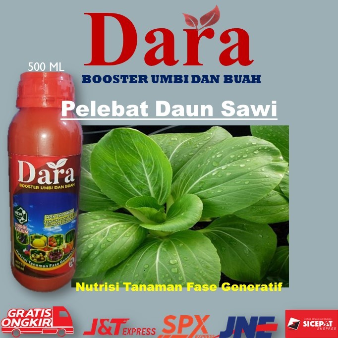 (COD) Pupuk Cair Paling Ampuh Pelebat Daun Sawi – Dara 500 Ml Pupuk Booster Umbi Dan Buah Melebatkan