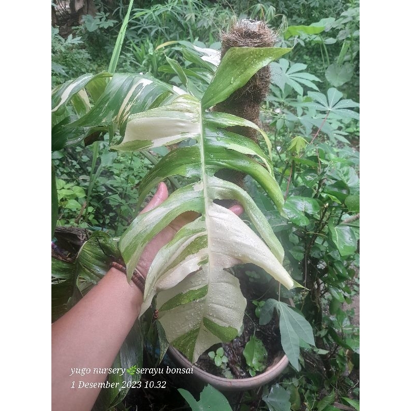 Monstera Epipremnum varigata Monstera varigata epi Jumbo