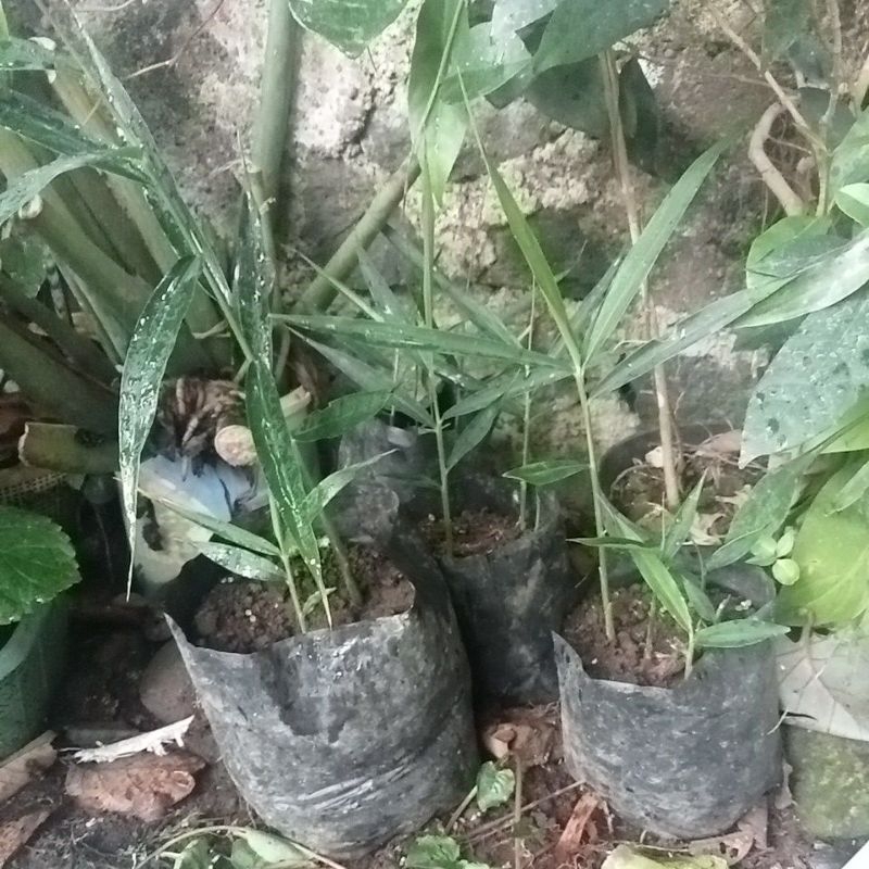 bibit jahe siap tanam, bibit jae