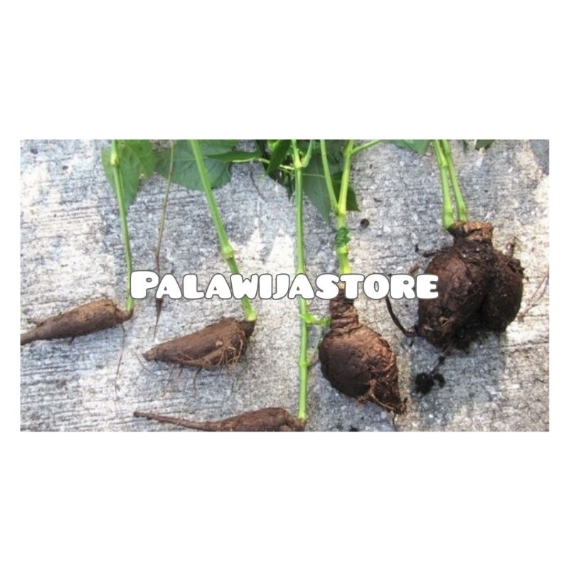 

Umbi bunga pukul empat segar 1 kg