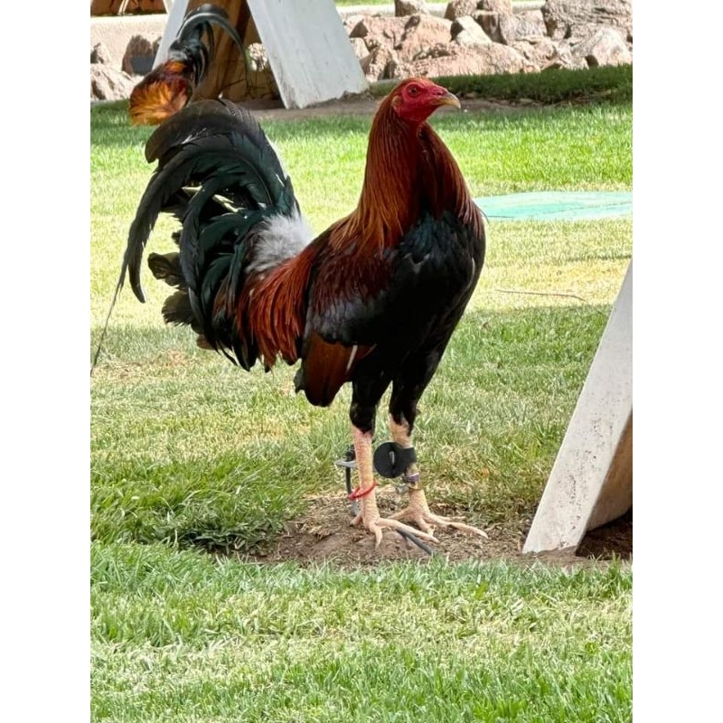 telur ayam sweter / peru paket 4 butir