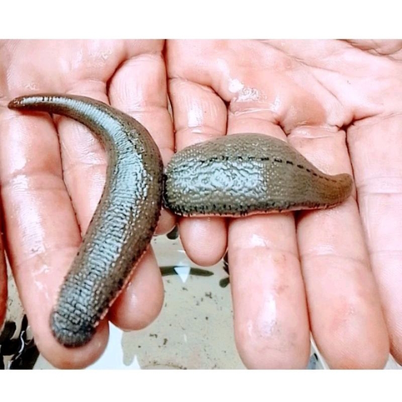 PEROMO isi 50 EKOR LINTAH HIDUP STERIL UKURAN BESAR