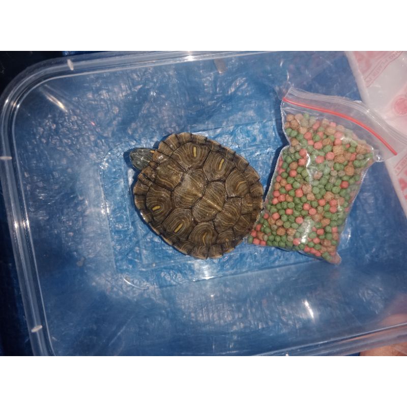 KURA KURA BRAZIL 7-8 CM MURAH MERIAH