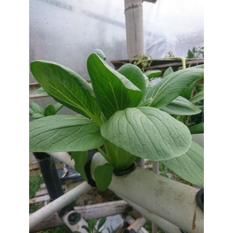 Biji Benih Pakcoy Nauli Panah Merah