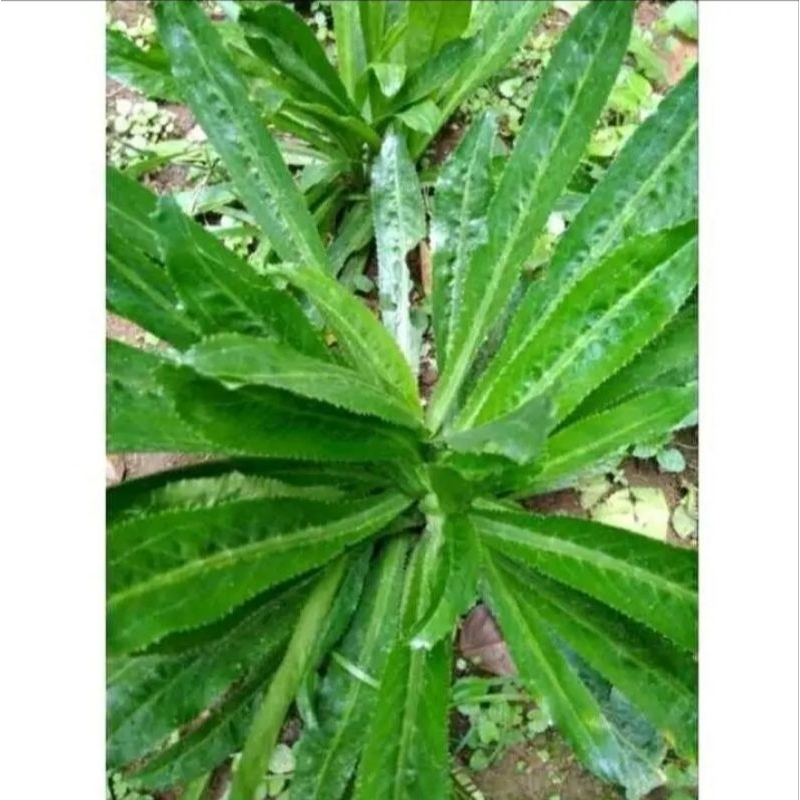 Bibit tanaman walang sangit umpan pancing