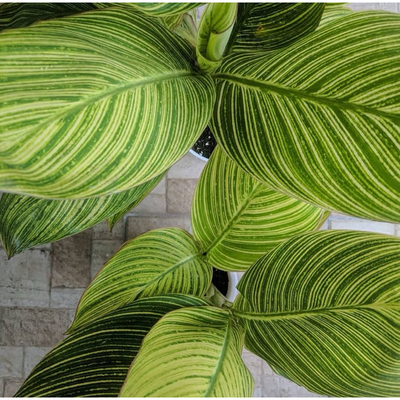 Tanaman hias pisang kana golden / pisang varigata variegata