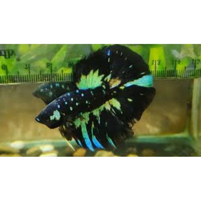 HALFMOON AVATAR MONSTER