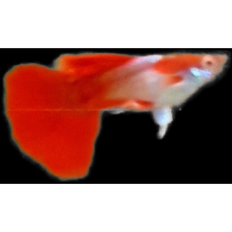 packing styrofoam guppy albino tuxedo red/white ear