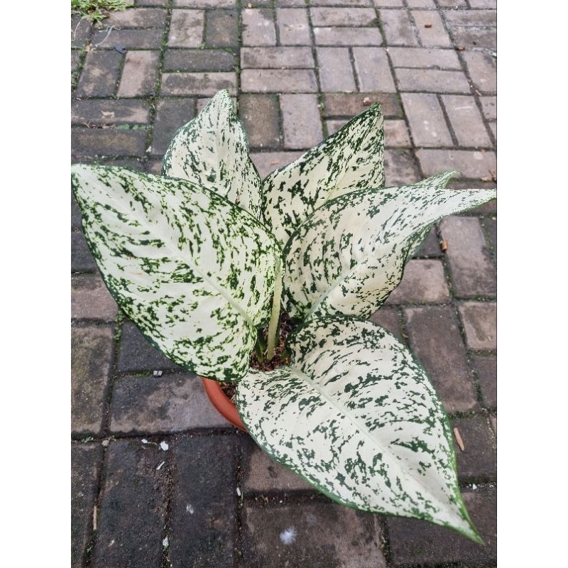 BIG LEAF - Tanaman Hias Aglonema / Aglaonema