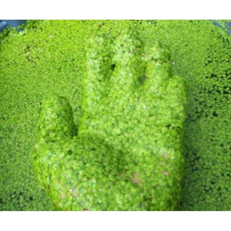 

New Frogbit Amazon Tanaman Air - Aquaskape