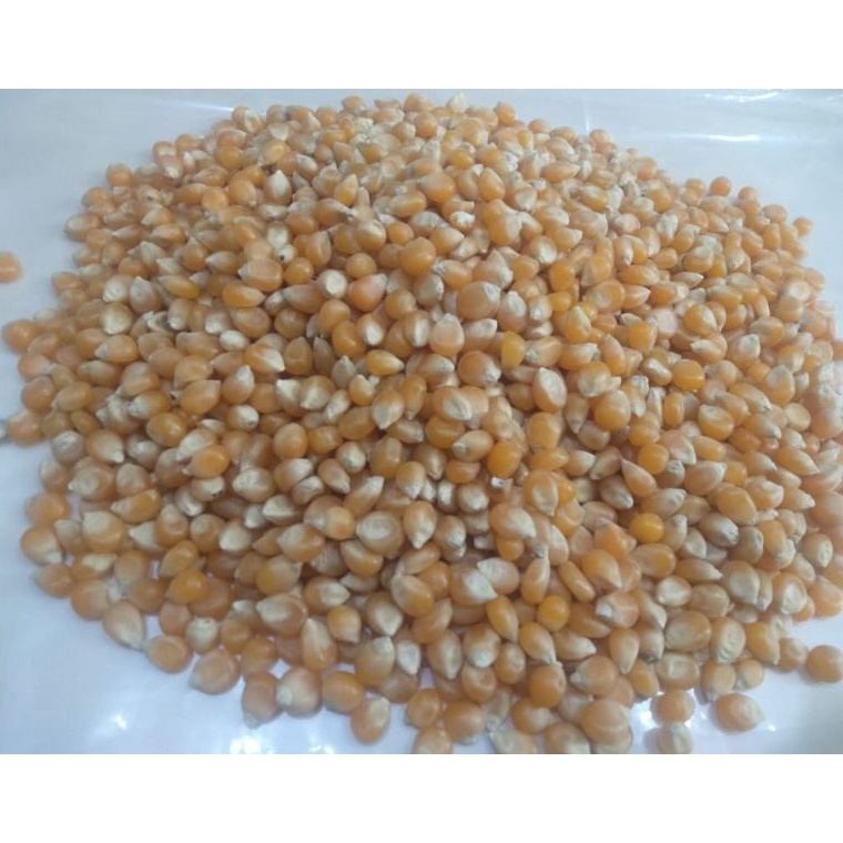 

[™N71/] Biji Jagung Popcorn 1kg/ Biji Jagung Popcorn Mentah Premium 1kg Order Saja Gan