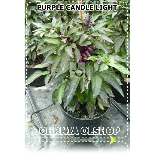 Johrnia 5 Benih Biji Cabe Hias PURPLE CANDLE LIGHT