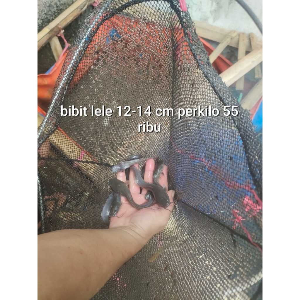 Bibit ikan Lele ukuran 12-14cm perkilo