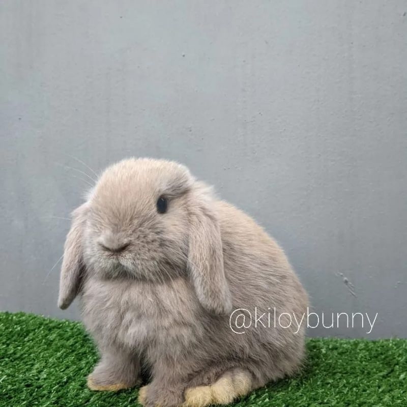 Kelinci Holland Lop Sable Point