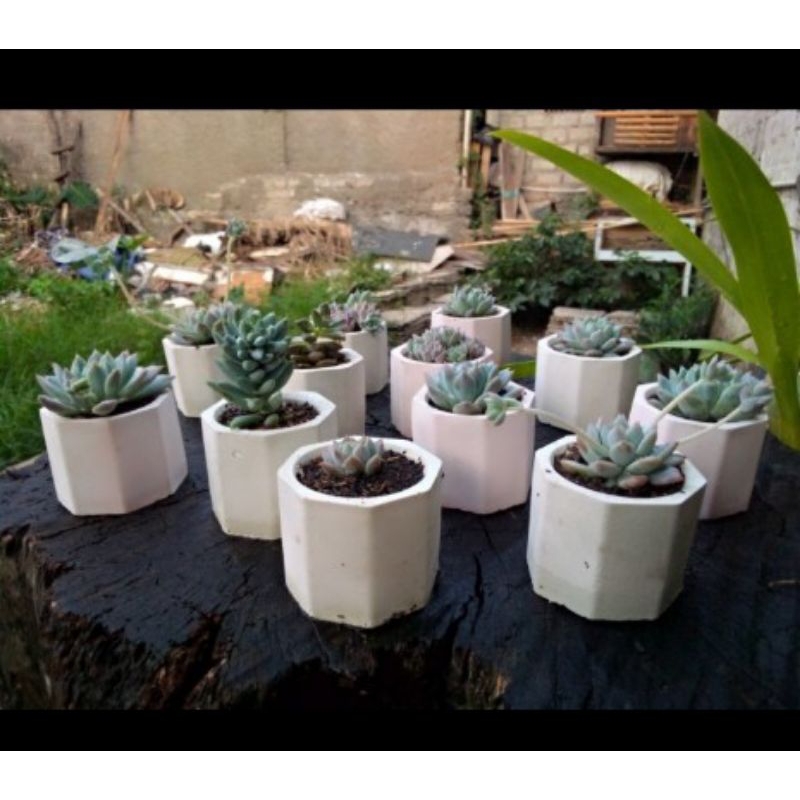 sekulen mini plus pot lucu