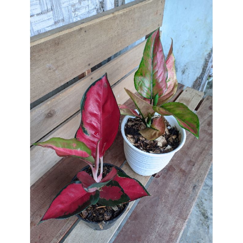 Aglaonema Suksom