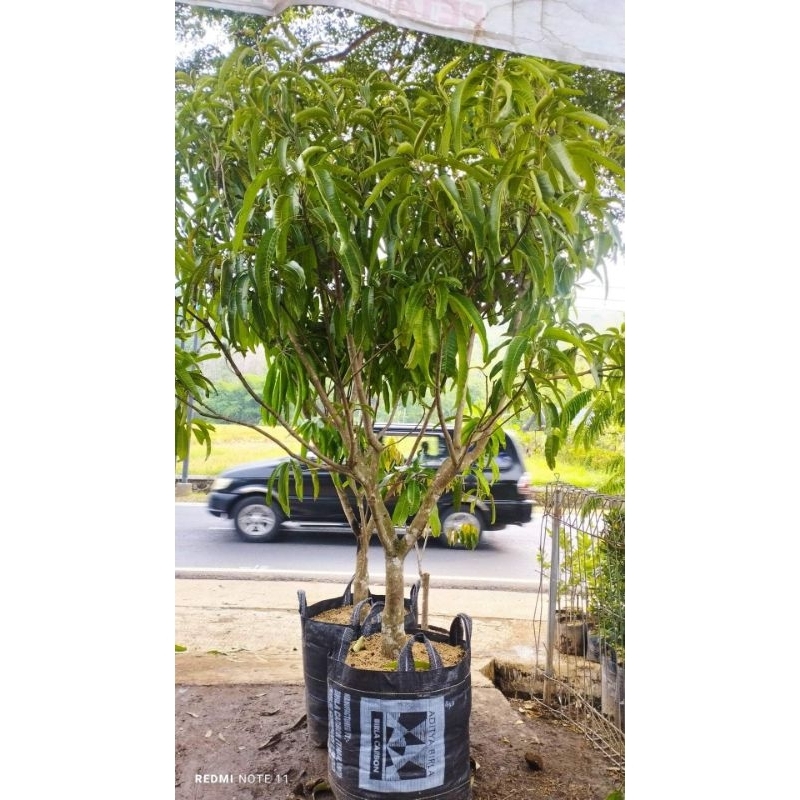 Bibit Mangga Irwin Super Jumbo 2M up Rimbun Banget