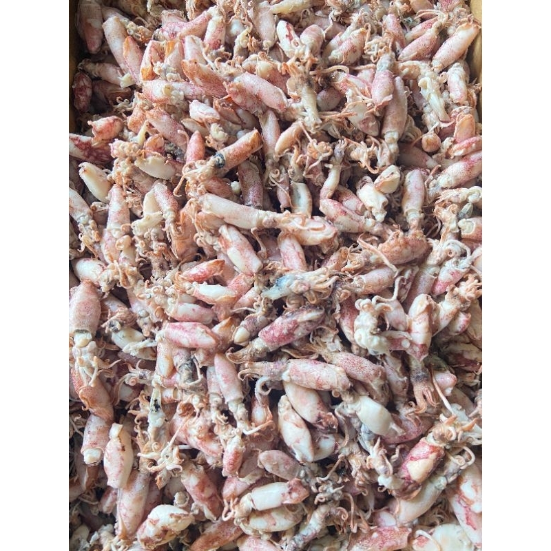 

Baby Cumi Asin Rebus Freshh!! (Size 2-4 cm - 3-5 cm) Per 1 Kg Ikan Asin Murah!! Grosir.