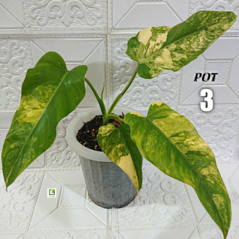 Philodendron Domesticum Variegata - Pot 2