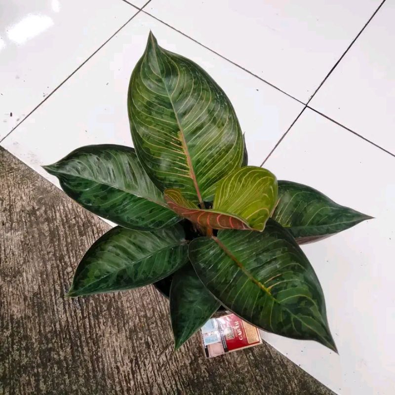 big sale promo aglonema black Moonlight bibit siap tumbuh