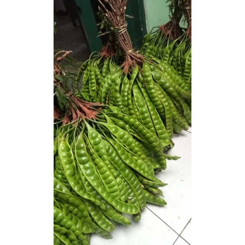 

pete super tua 10 papan