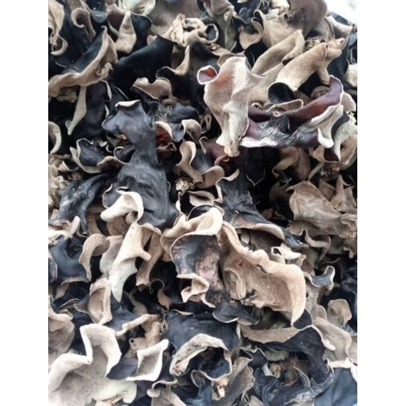 

JAMUR KUPING HITAM KERING