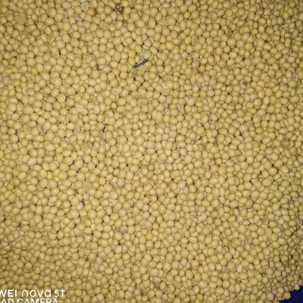 

Terlaris☈ Kacang Kedelai Super America 1kg/1000gr R53 ☍