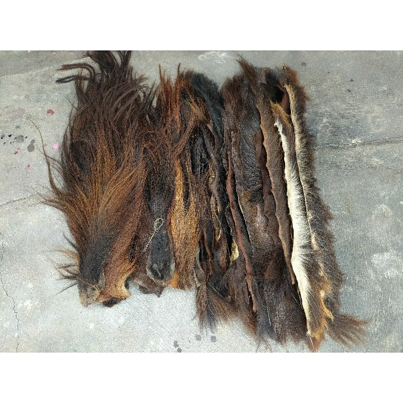 Ekor Kuda & Suri Kuda (Borongan)