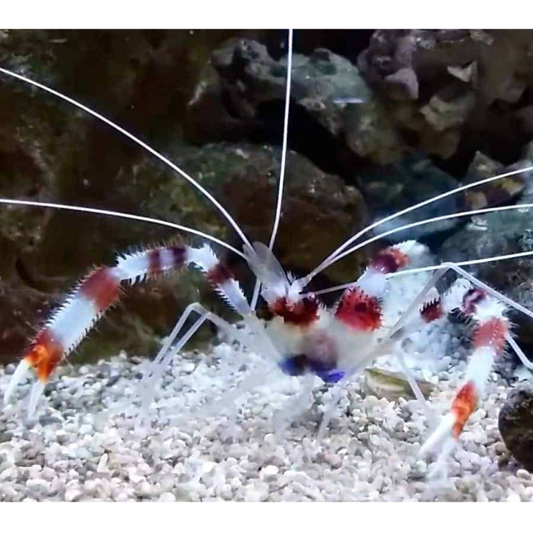 Udang MP (Merah Putih) / Coral Banded Shrimp / Air Laut / Tankmate Nemo