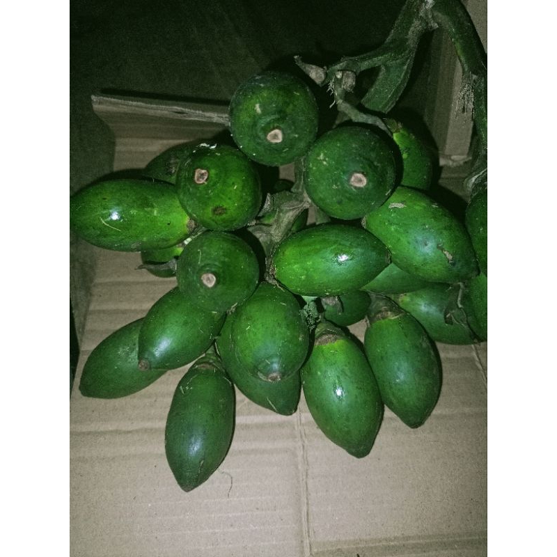 

Pinang muda segar 1 kg kualitas terbaik