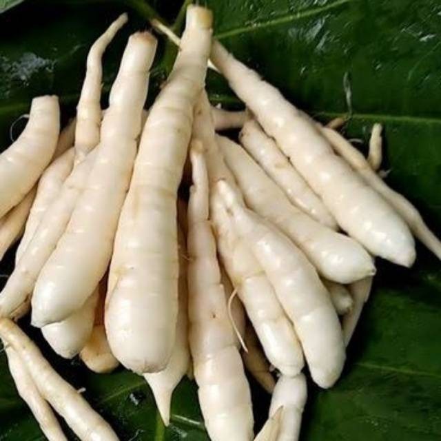 

umbi garut / umbi terigu segar 500gram