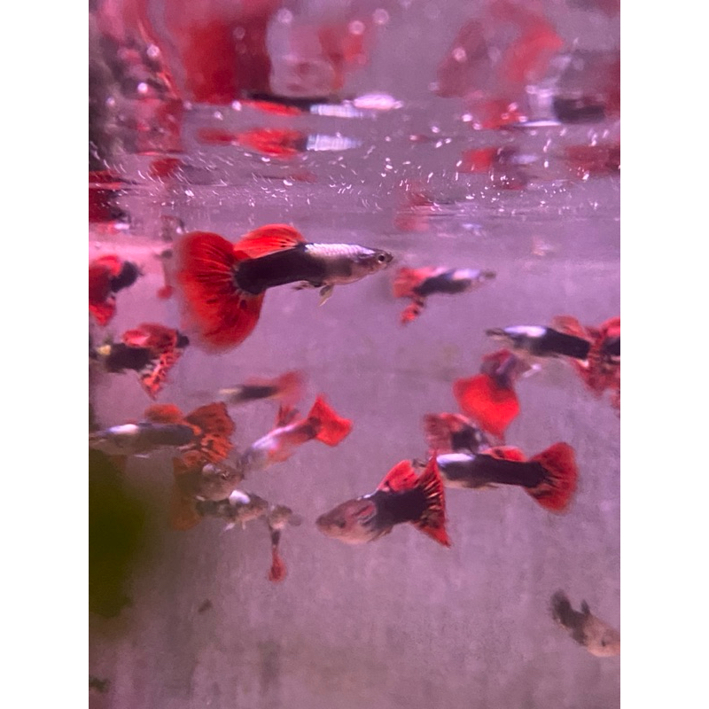 ikan hias GUPPY 10 ekor / 5 ekor / 1 pasang