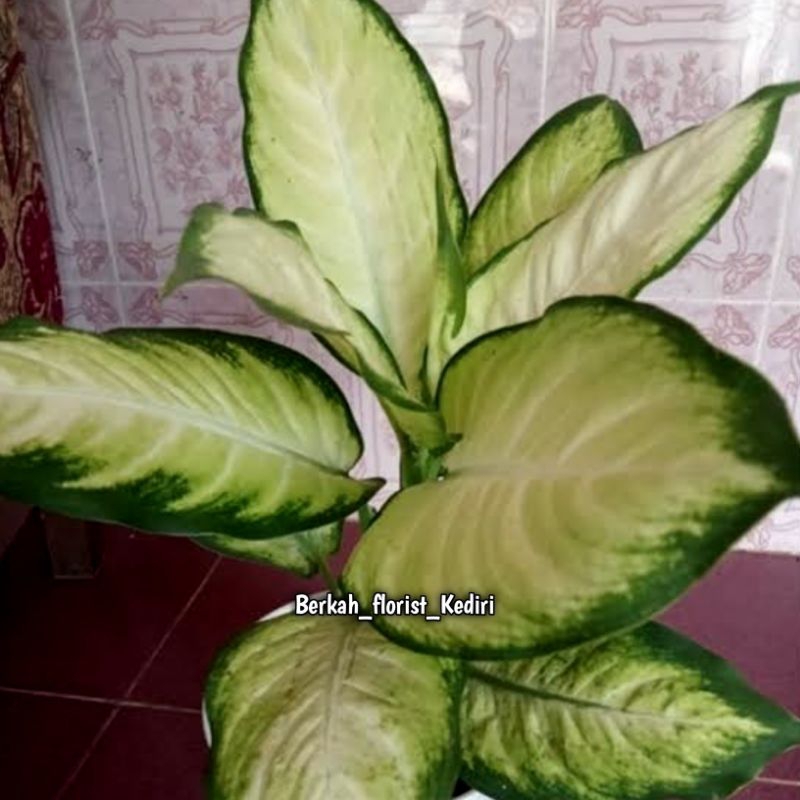 Jual Tanaman Hias Diven Tisu Bangkok - (Best Seller)