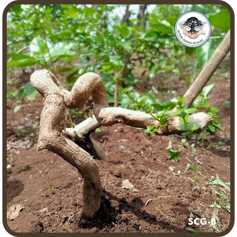Bahan Bonsai Sancang Ground Fresh Dongkel Realpict, Bogel Sancang Program