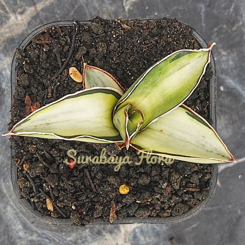 Sansivera Robusta Dwarf Varigata Putih #02