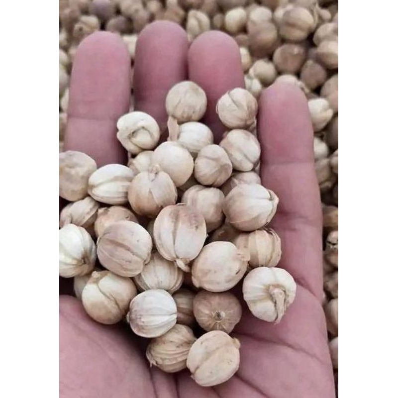 

Kapulaga Kering Bersih / Rempah-rempah Kapol / Kapulaga Kering Netto 100gr