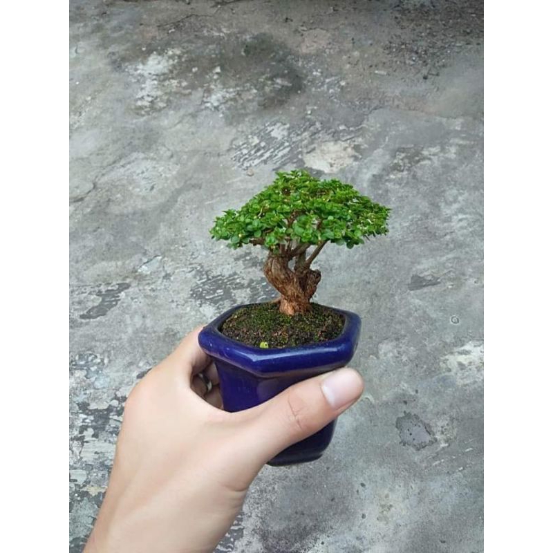 BONSAI SANCANG MAME