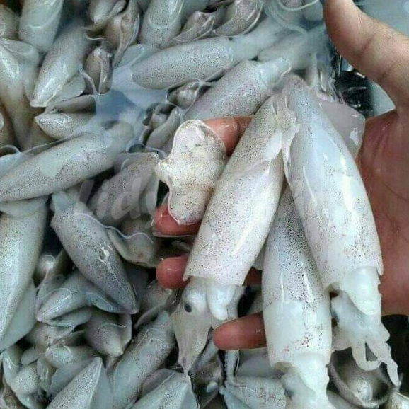 

Cumi Segar Cumi Zero 1Kg