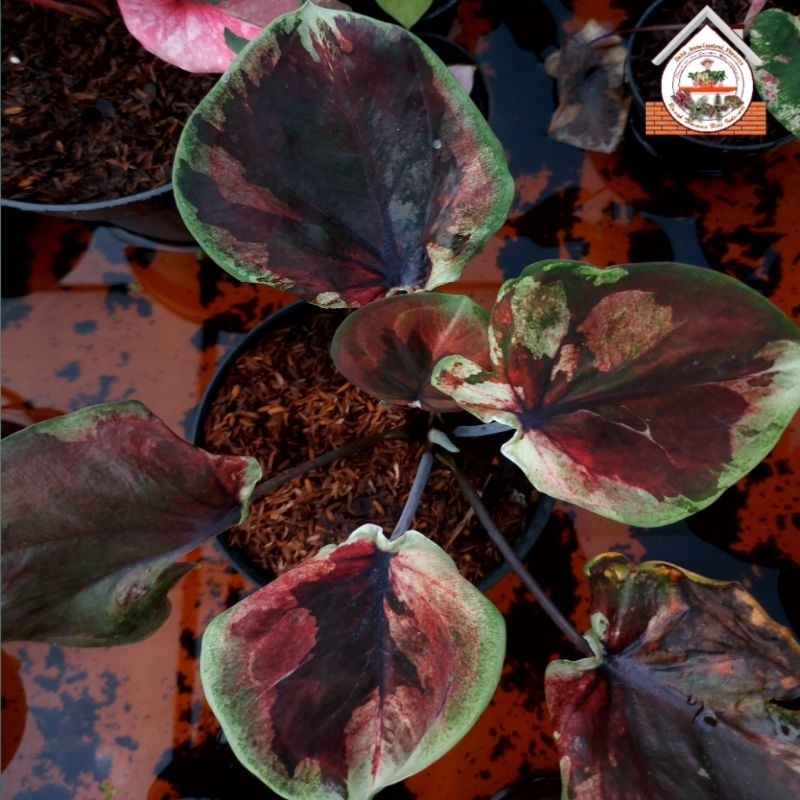 Bibit  Keladi / Anakan Caladium "CWUNGKOK"   - keladi hias hybrid / Keladi  Thailand import