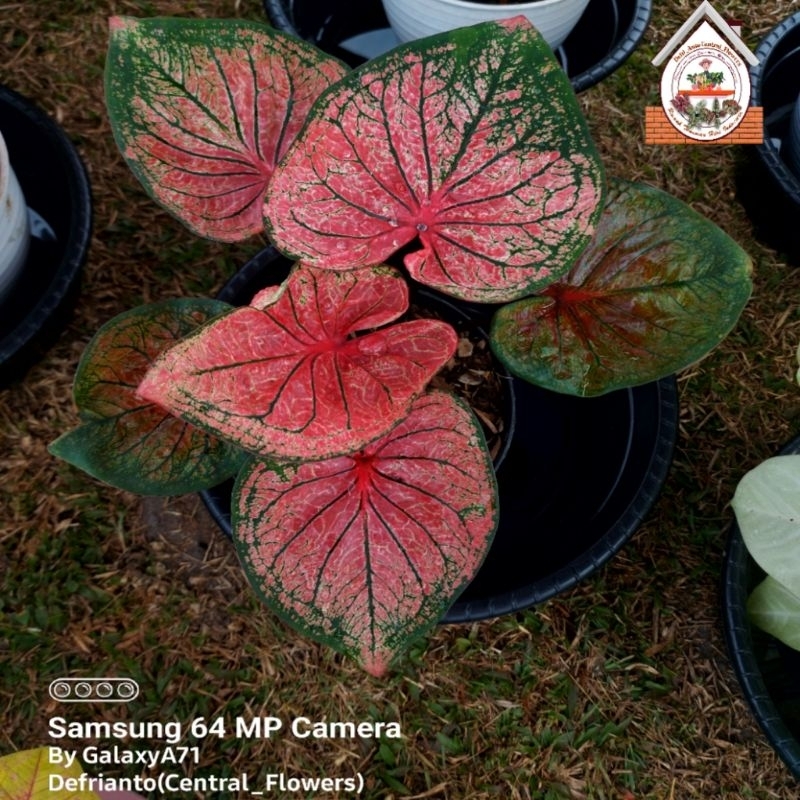Bibit  Keladi /  Anakan Caladium "PINK CONTIGENT" kolesian- keladi hias hybrid / Keladi  Thailand im