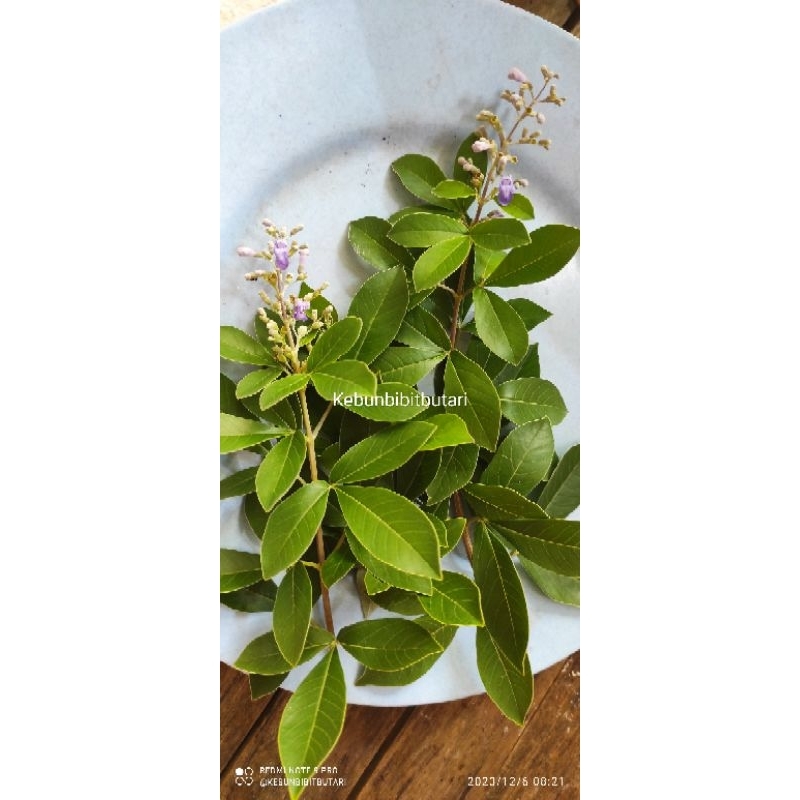 

50gram Daun Legundi segar