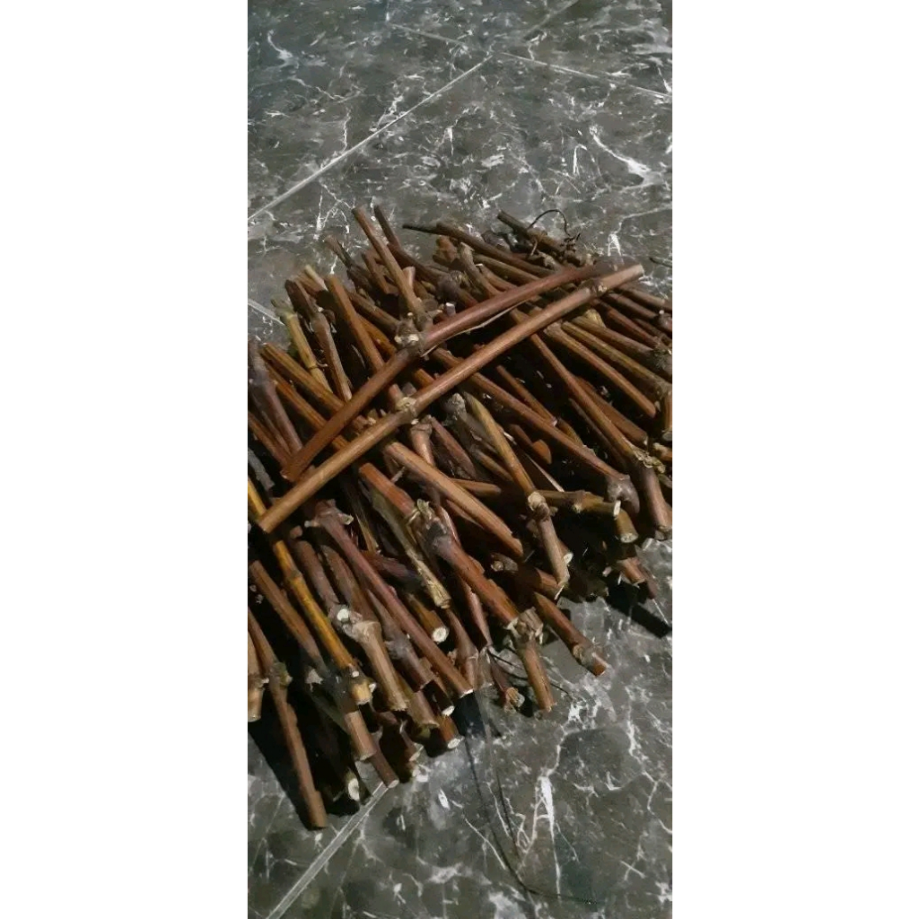 Cutting Anggur Rootstok mport Berbagai Jenis Isi 20 Batang